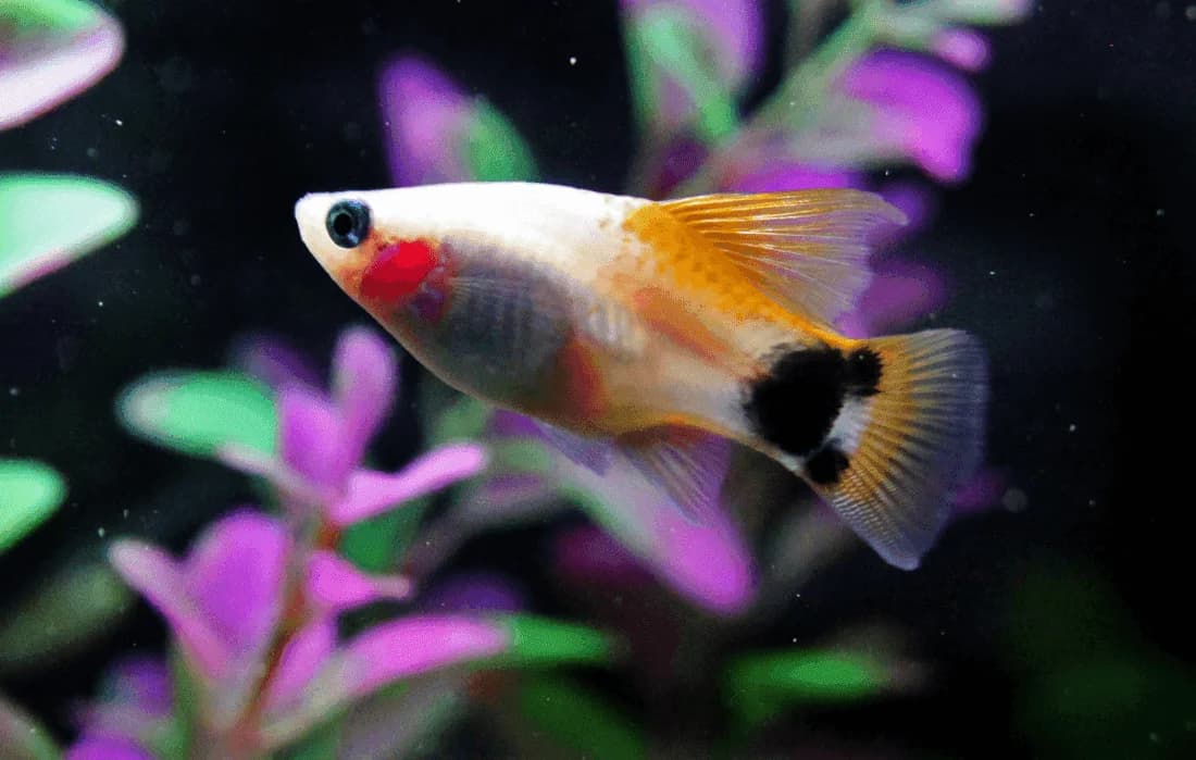 Red Crescent Platy, a community leaning 2.5 inch aquarium species for 20+ gallon tanks