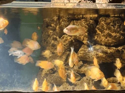 Red Devil Cichlid, a territorial 12 inch aquarium species for 75+ gallon tanks