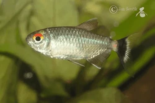 Red Eye Tetra, a community leaning 2.5 inch aquarium species for 20+ gallon tanks