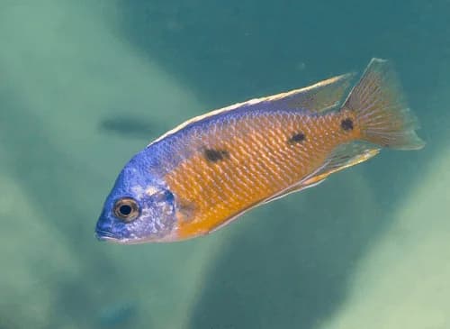 Red Fin Borleyi Cichlid, a flashy 7 inch aquarium species for 75+ gallon tanks