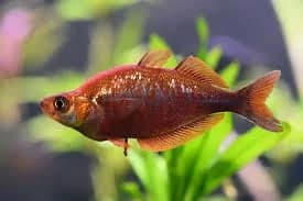 Red Irian Rainbowfish