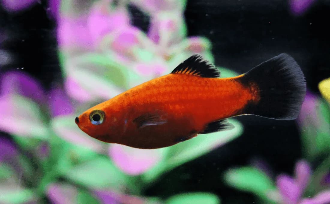 Red Platy, a community leaning 2.5 inch aquarium species for 20+ gallon tanks