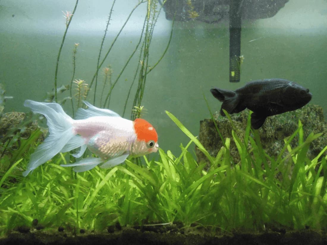 Red Pom Pom Goldfish, a flashy 8 inch aquarium species for 30+ gallon tanks