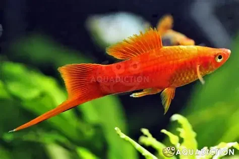 Red Swordtail