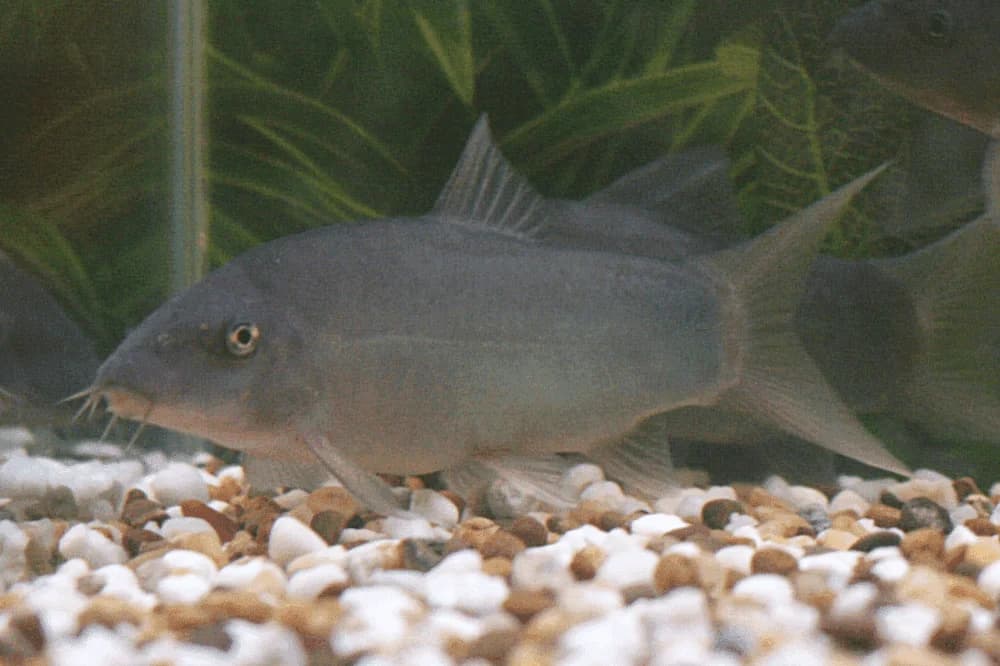 Red Tail Loach, a high energy 10 inch aquarium species for 100+ gallon tanks