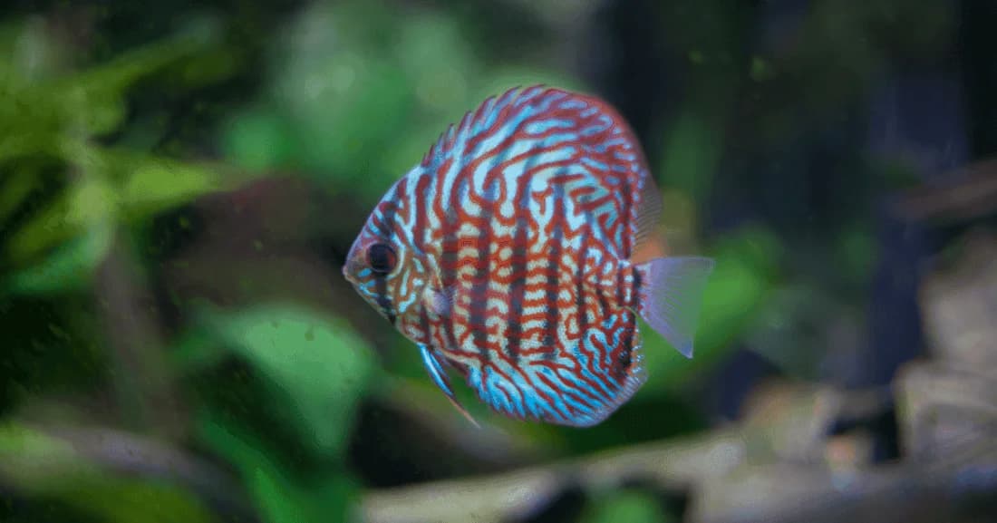 Red Turquoise Discus, a flashy 8 inch aquarium species for 55+ gallon tanks