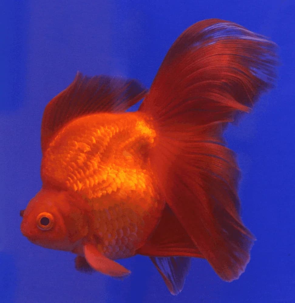 Red & White Ryukin Goldfish, a flashy 8 inch aquarium species for 30+ gallon tanks