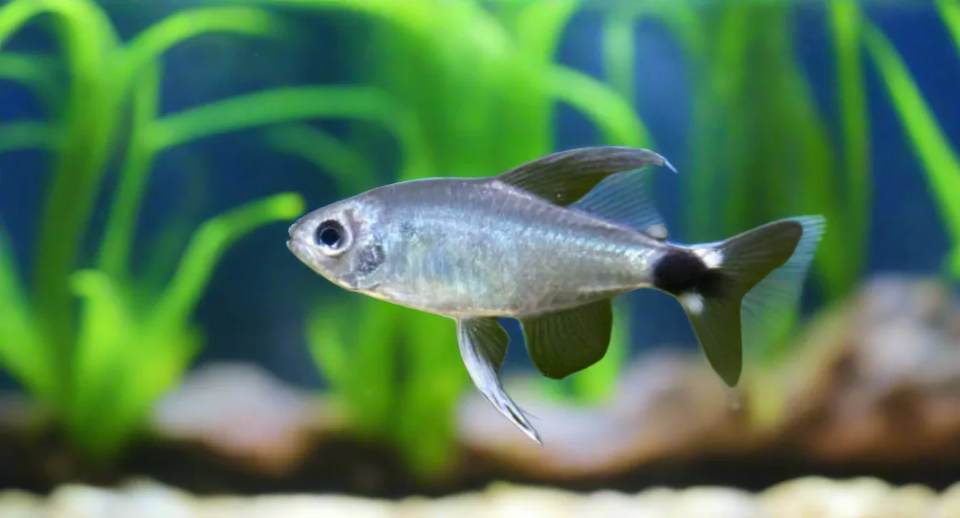 Reed Tetra