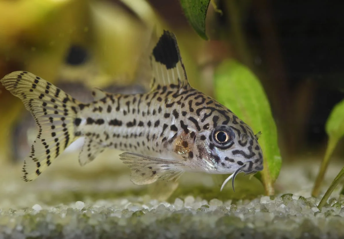 Reticulated Cory Catfish, a community leaning 2.5 inch aquarium species for 20+ gallon tanks