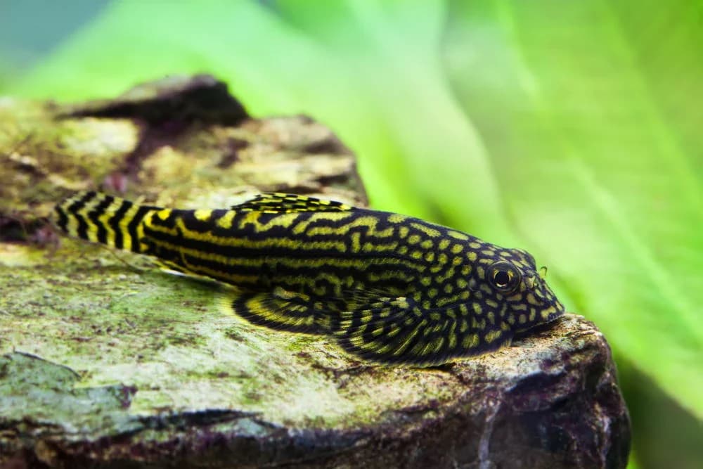 Reticulated Hillstream Loach, a community leaning 2.5 inch aquarium species for 20+ gallon tanks