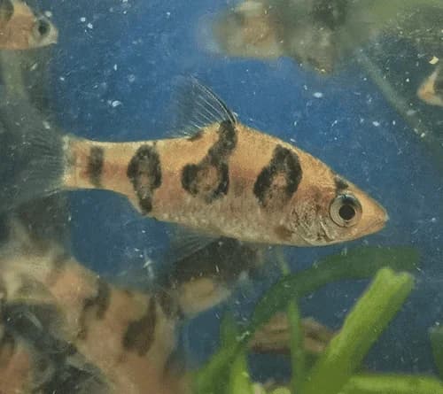 Rhombo Barb, a community leaning 2.2 inch aquarium species for 20+ gallon tanks