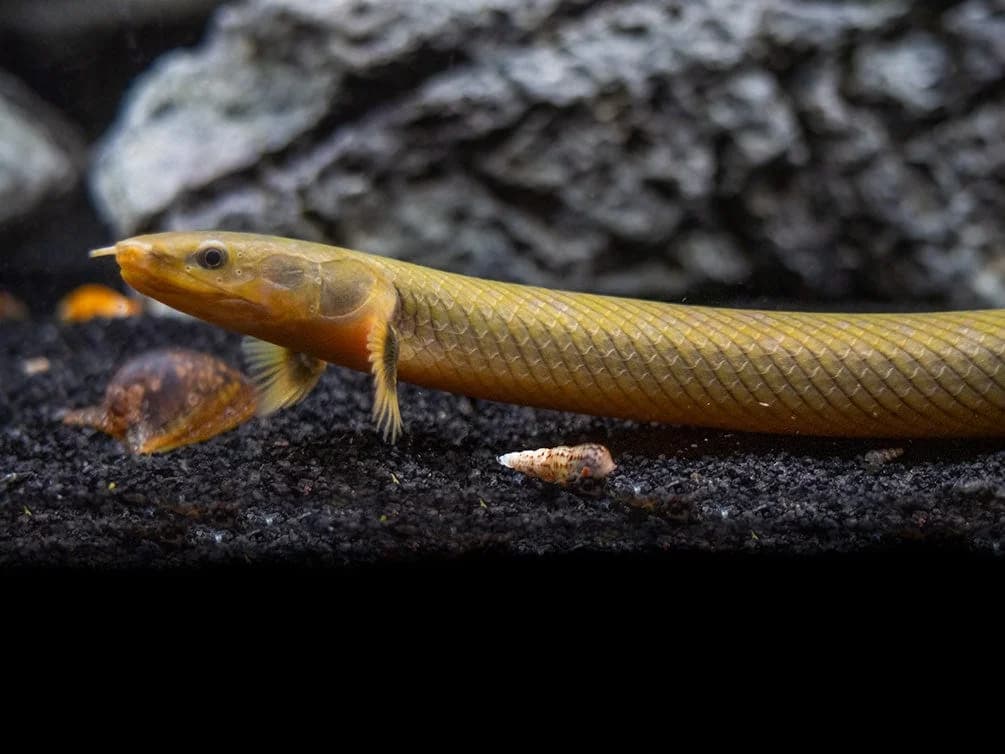 Rope Fish