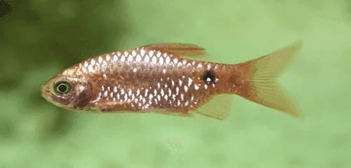 Rosy Barb, a community leaning 6 inch aquarium species for 40+ gallon tanks