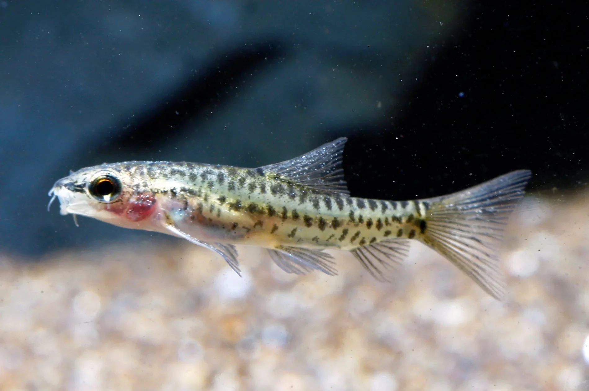 Rosy Loach, a community leaning 1.2 inch aquarium species for 15+ gallon tanks