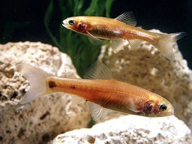 Rosy Minnow, a community leaning 1.5 inch aquarium species for 15+ gallon tanks