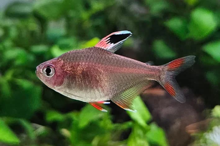 Rosy Tetra, a community leaning 1.6 inch aquarium species for 20+ gallon tanks