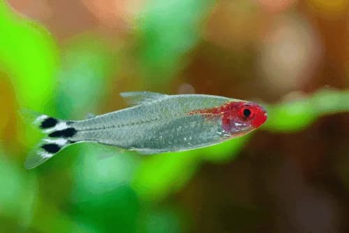 Rummy Nose Tetra, a community leaning 2 inch aquarium species for 20+ gallon tanks