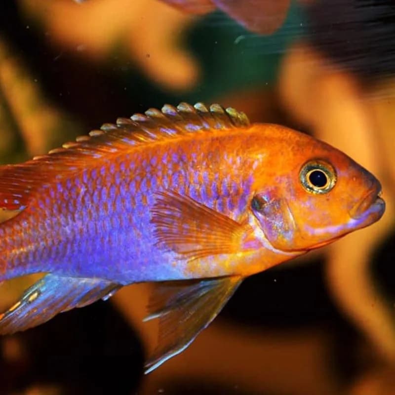 Rusty Cichlid, a territorial 4 inch aquarium species for 55+ gallon tanks