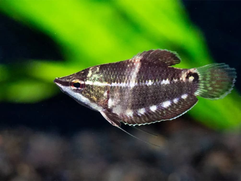 Samurai Gourami, a flashy 2.5 inch aquarium species for 20+ gallon tanks