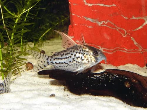 Schwartzi Cory Catfish, a community leaning 2.5 inch aquarium species for 20+ gallon tanks