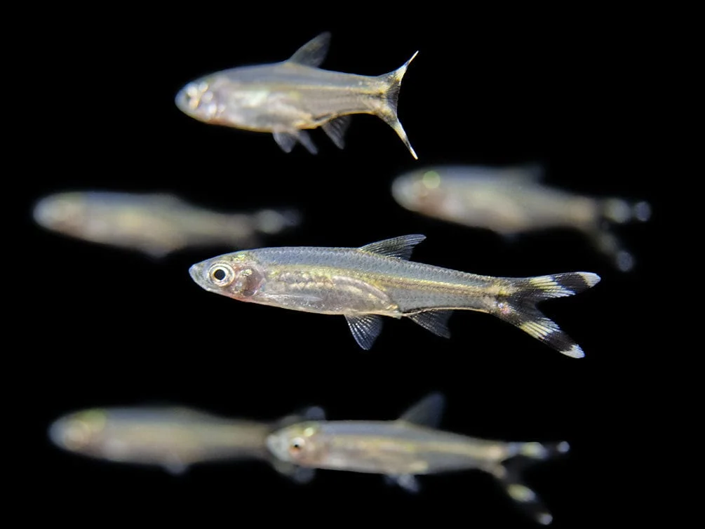 Scissortail Rasbora, a community leaning 5 inch aquarium species for 55+ gallon tanks