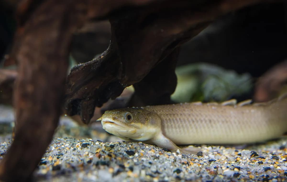 Senegal Bichir, a high energy 14 inch aquarium species for 75+ gallon tanks