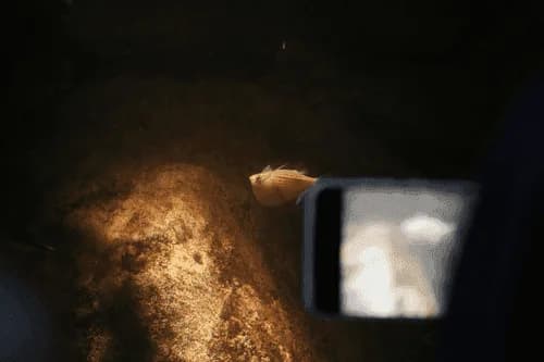 Silver Hatchet Fish, a community leaning 2.5 inch aquarium species for 30+ gallon tanks