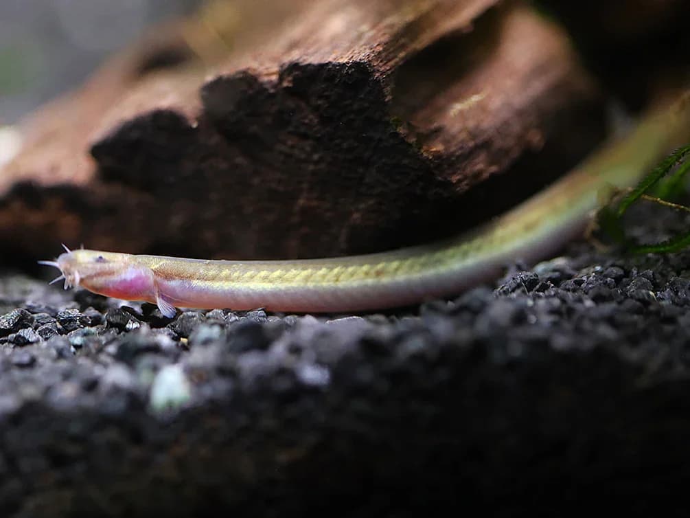 Silver Kuhli Loach, a community leaning 4 inch aquarium species for 20+ gallon tanks