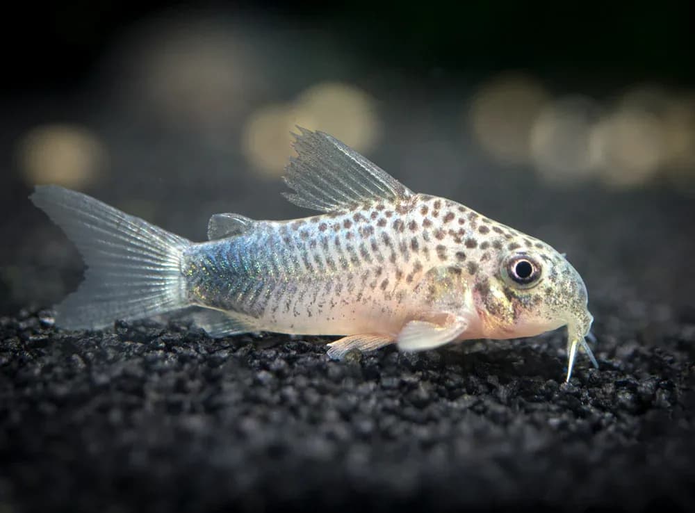 Similis Cory Catfish, a peaceful freshwater aquarium species