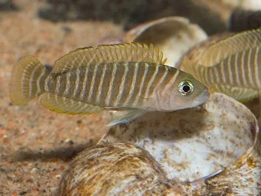 Similis Shell Dweller, a community leaning 1.8 inch aquarium species for 20+ gallon tanks