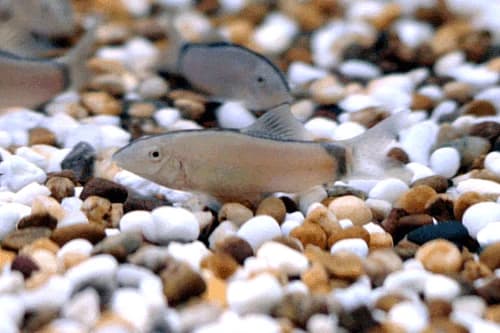 Skunk Loach, a high energy 4 inch aquarium species for 40+ gallon tanks