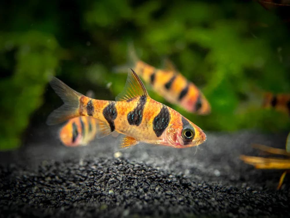 Snakeskin Barb, a community leaning 2.5 inch aquarium species for 30+ gallon tanks