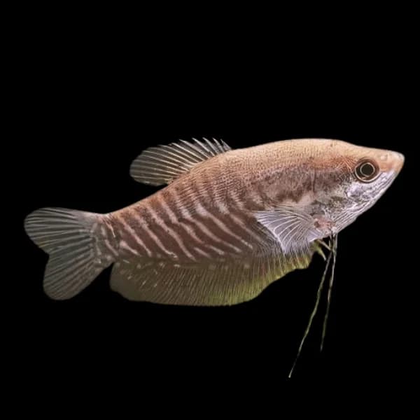 Snakeskin Gourami, a community leaning 8 inch aquarium species for 55+ gallon tanks