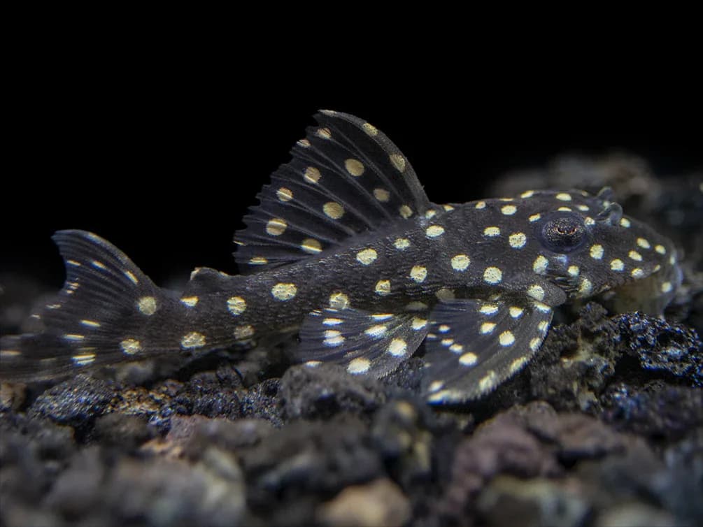 Snowball Pleco, a community leaning 6 inch aquarium species for 55+ gallon tanks