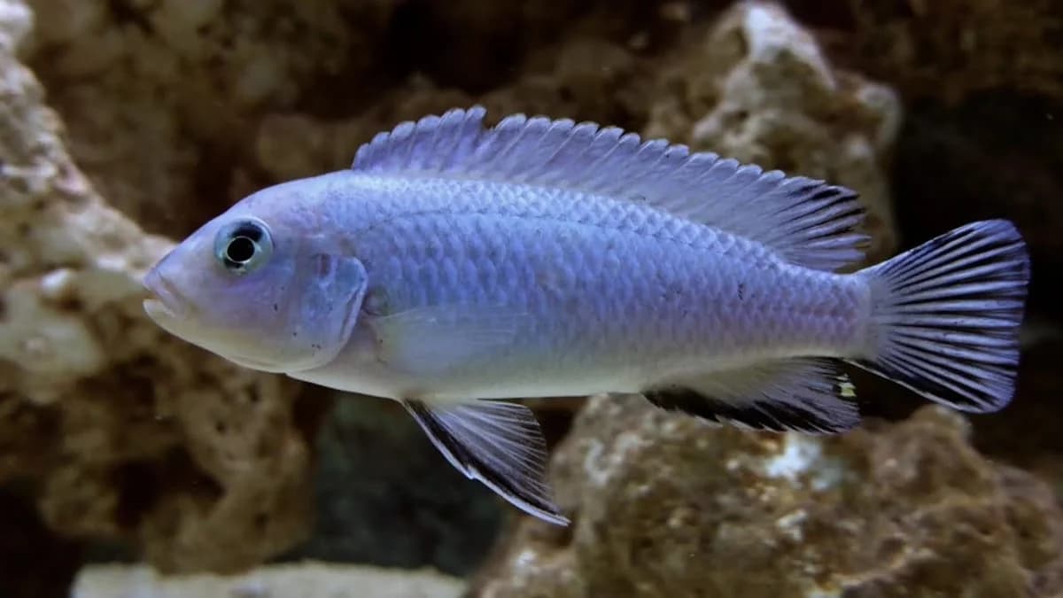 Socolofi Cichlid, a territorial 5 inch aquarium species for 55+ gallon tanks