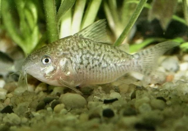Sodalis Cory Catfish, a community leaning 2.5 inch aquarium species for 20+ gallon tanks