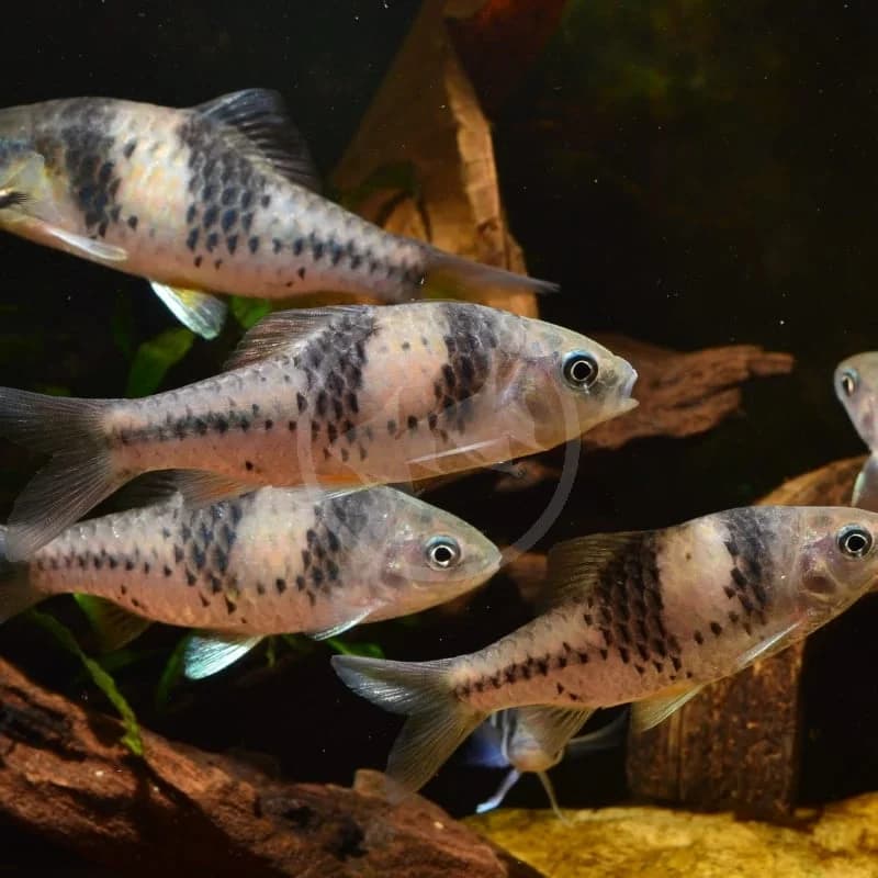 Spanner Barb