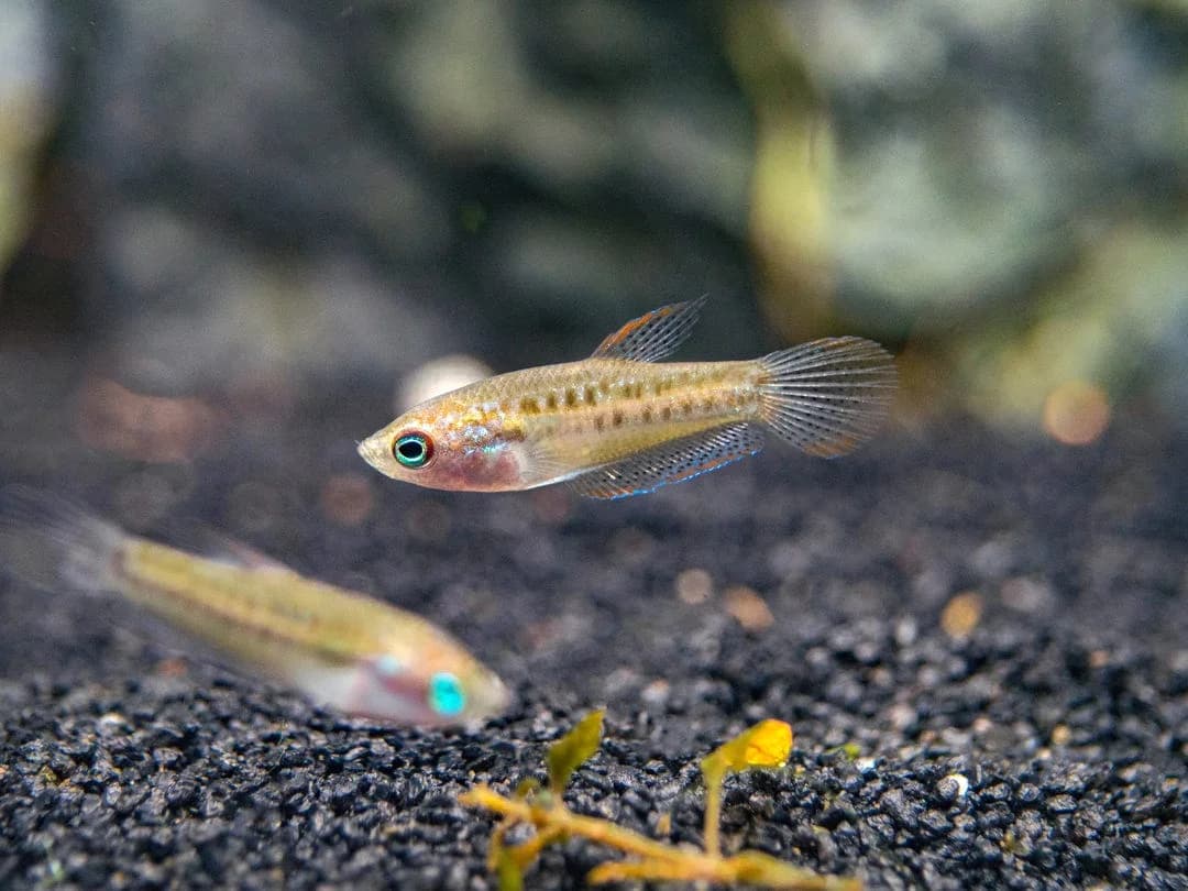 Sparkling Gourami, a community leaning 1.5 inch aquarium species for 10+ gallon tanks