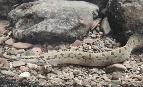 Spiny Eel, a community leaning 12 inch aquarium species for 55+ gallon tanks
