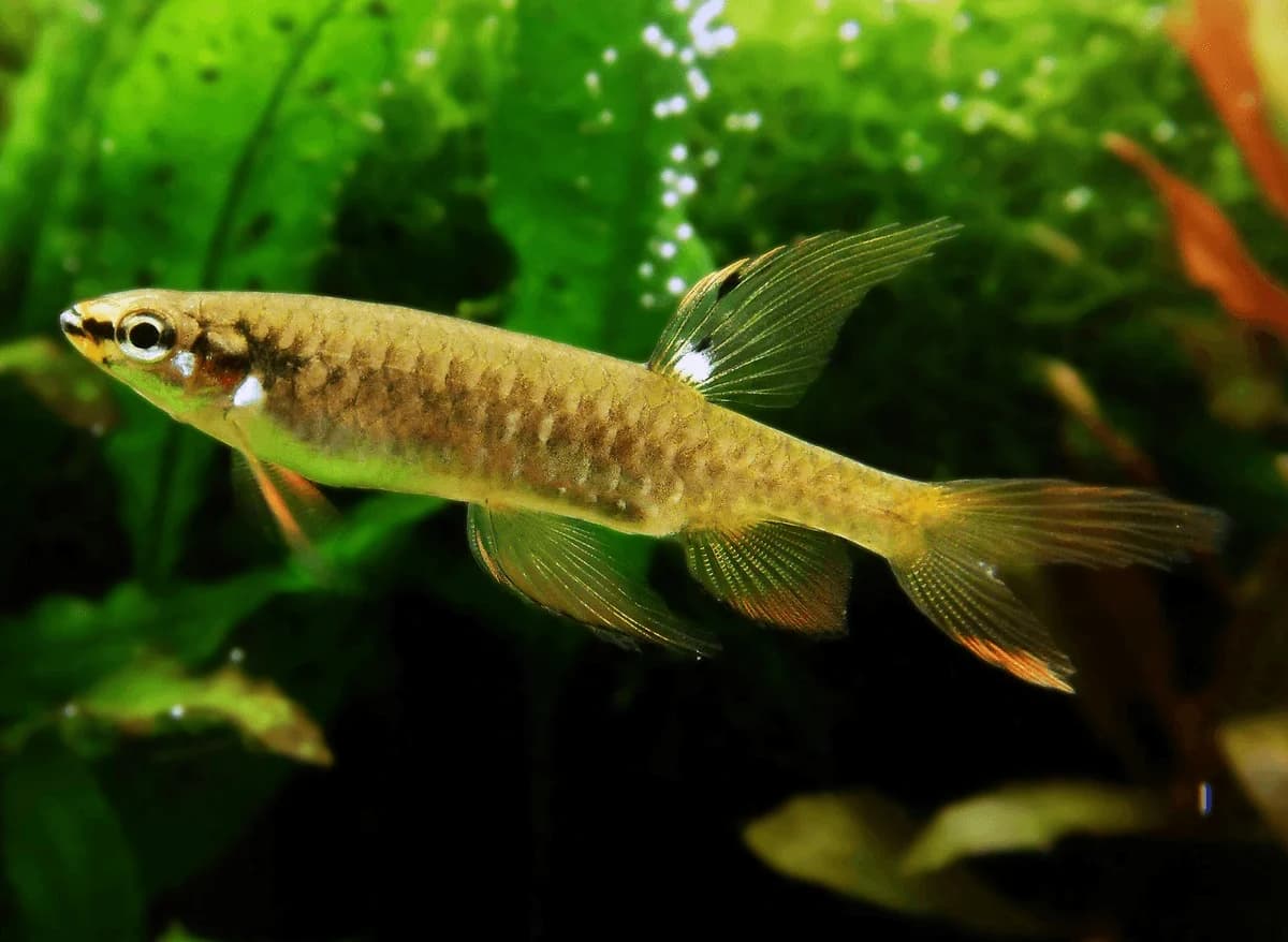Splash Tetra, a community leaning 2.5 inch aquarium species for 20+ gallon tanks