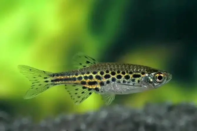 Spotted Danio, a community leaning 1.8 inch aquarium species for 20+ gallon tanks
