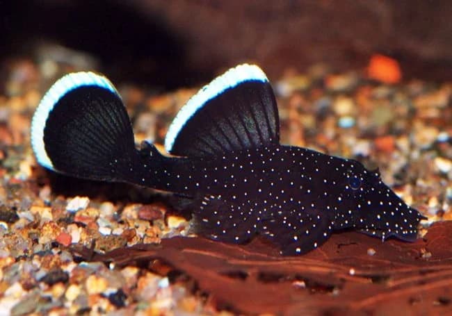 Starlight Bristlenose Pleco, a community leaning 5 inch aquarium species for 30+ gallon tanks