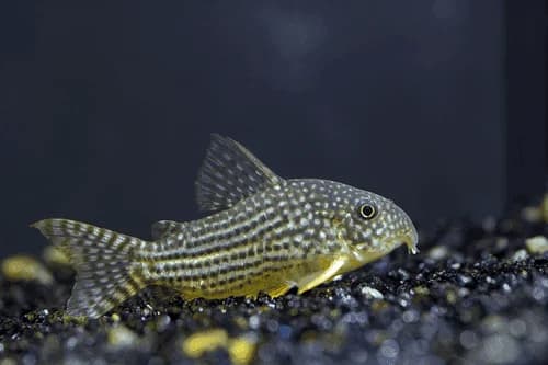 Sterbai Cory Catfish, a community leaning 2.6 inch aquarium species for 20+ gallon tanks
