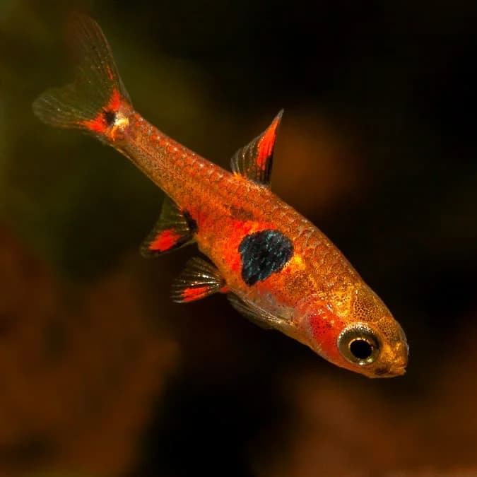 Strawberry Rasbora, a flashy 0.8 inch aquarium species for 10+ gallon tanks