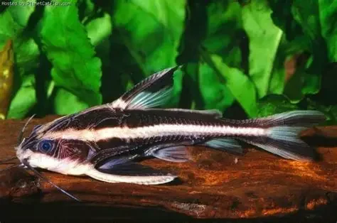 Striped Raphael Catfish, a community leaning 8 inch aquarium species for 55+ gallon tanks