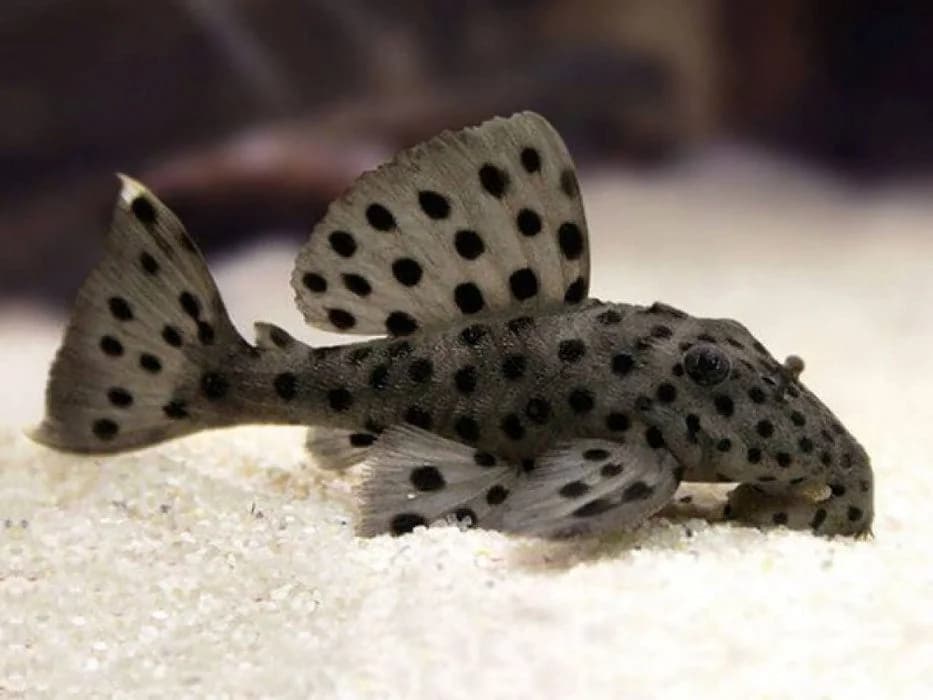 Sultan Pleco