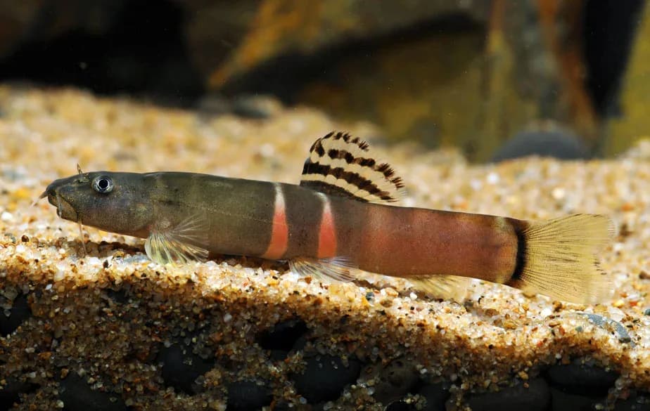 Sumo Loach, a community leaning 3 inch aquarium species for 30+ gallon tanks