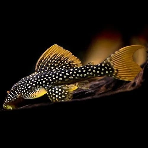 Sunshine Pleco