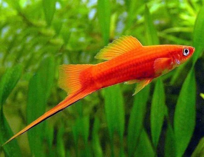 Swordtail, a community leaning 4 inch aquarium species for 30+ gallon tanks