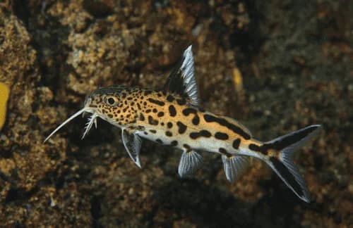 Syn. Multipunctatus, a community leaning 5 inch aquarium species for 30+ gallon tanks